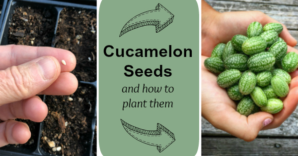 Meet the Cucamelon: Your Guide to the Adorable Mexican Sour Gherkin